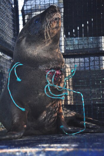 "Nuestro vínculo con la basura