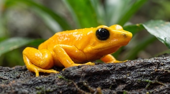 Una rana dorada de ojos negros grandes se asienta sobre un tronco con textura rugosa, con vegetación verde borrosa de fondo.