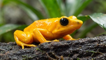 En Panamá priorizan la ciencia y los indicadores ambientales para conservar anfibios amenazados