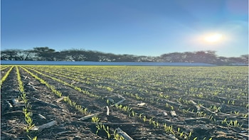 La Pampa amplía el área de trigo gracias a las lluvias y mejora las perspectivas para la campaña