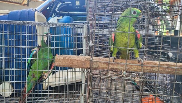 Animales fueron rescatados. (Foto: Ministerio Público)