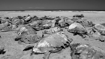 Las tortugas fueron halladas donde