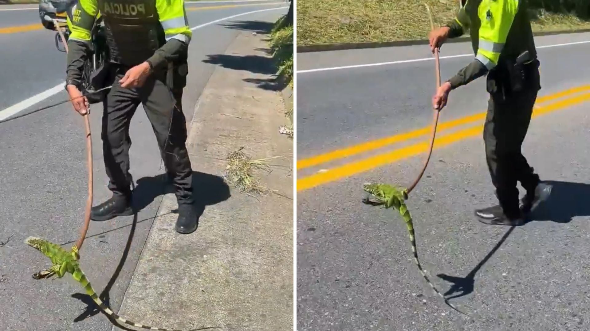 Policía rescató una iguana en Caldas para evitar que fuera atropellada