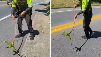 Policía evitó que una iguana quedara en medio del tránsito vehicular en Caldas - crédito @PlataformaALTO/X