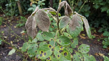 Hojas verdes de una planta con manchas negras y amarillas. Varias hojas superiores y tallos presentan una capa de moho gris.
