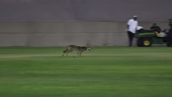 Expertos aconsejan generar ruidos fuertes y aparentar mayor tamaño frente a animales silvestres. (Crédito: TikTok / @planelord)