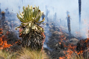 Los incendios forestales arrasan todo