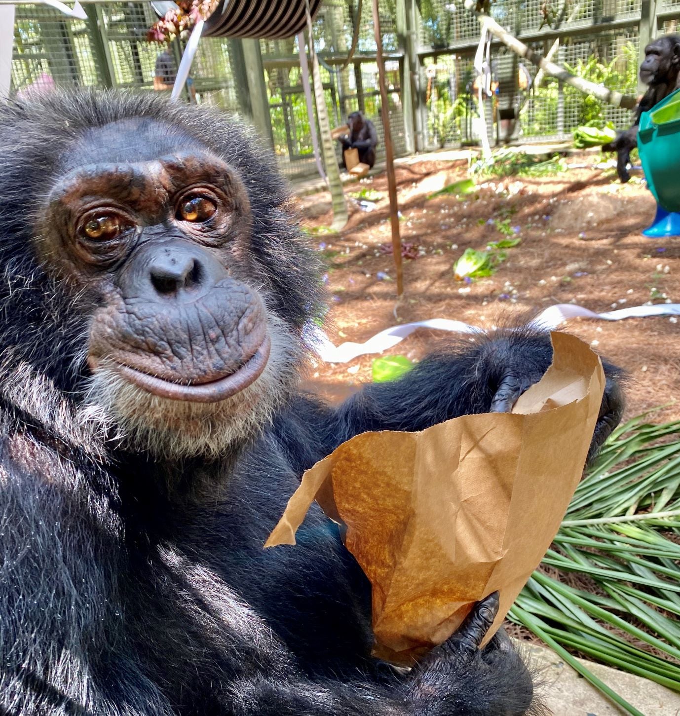 Tras la muerte de Michael Jackson en 2009, un familiar del cantante se comprometió en pagar los gastos del chimpancé. (Facebook)