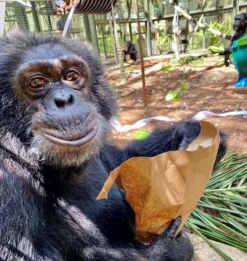 Tras la muerte de Michael Jackson en 2009, un familiar del cantante se comprometió en pagar los gastos del chimpancé. (Facebook)