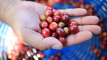 Guatemala impulsa el café de especialidad y el limón negro seco en el mercado Asiático