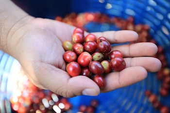 Tres productores guatemaltecos exhibieron en Taichung la calidad y diversidad del café nacional, según el Ministerio de Relaciones Exteriores.