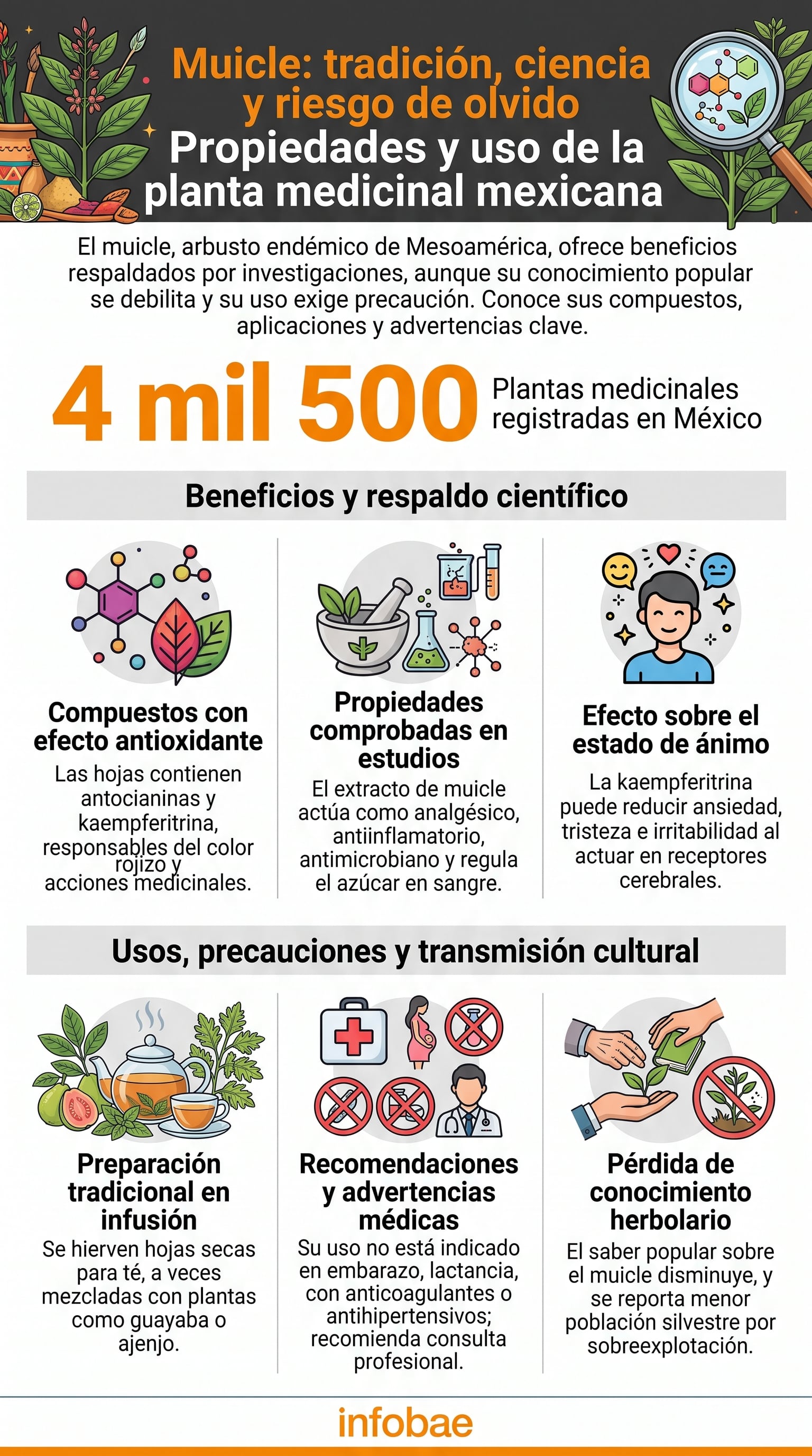 La transmisión oral del conocimiento sobre plantas medicinales como el muicle enfrenta una pérdida acelerada ante el cambio generacional y el acceso a medicamentos de patente. (Imagen Ilustrativa Infobae)