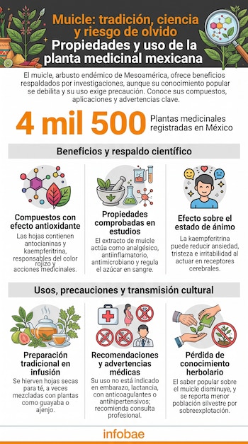 Infografía con texto, cifras e ilustraciones de una planta medicinal, un mortero, una taza de té y símbolos de advertencia.