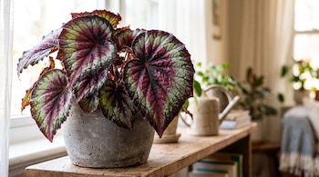 Begonia rex de hojas rojizas y verdes en maceta de cerámica sobre una repisa de madera frente a una ventana.