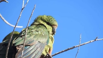 Los loros más australes del mundo enfrentan nuevas amenazas en las ciudades: claves para su supervivencia