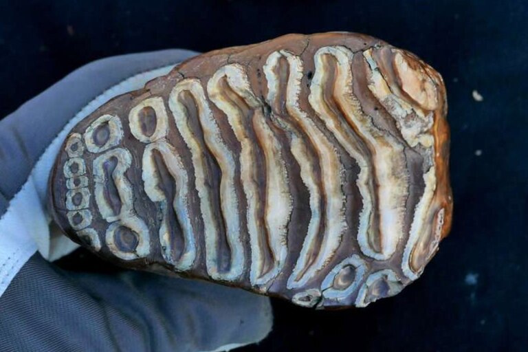 A Mammoth Tooth