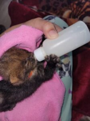 Los pumas cachorros rescatados en