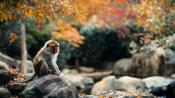 El intercambio de una niña
