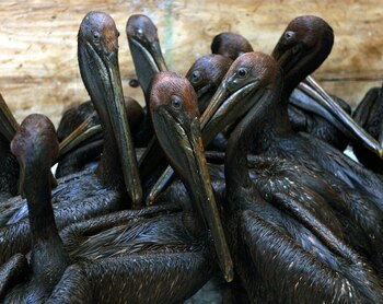 Un estudio realizado por la