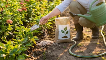 Cómo fertilizar tu jardín en verano: cuándo hacerlo y cómo ajustar las dosis para combatir el calor