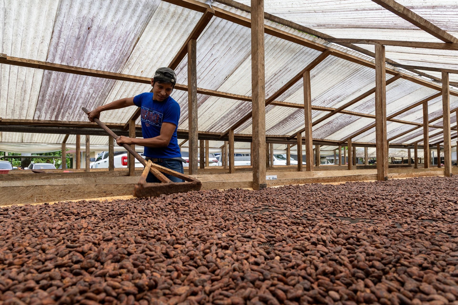 Un trabajador remueve granos de cacao con un rastrillo de madera en una instalación de secado. (Agexport Hoy)