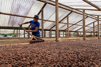 Un hombre con gorra y camiseta azul pasa un rastrillo de madera sobre una capa de granos de cacao bajo un cobertizo