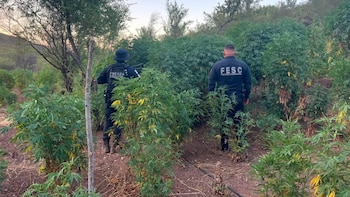 Tras denuncia ciudadana, incineran 36 mil plantas de marihuana en el cerro Veladero de Baja California