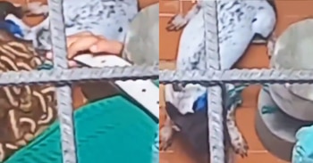 Una mujer fue captada golpeando