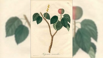 Ilustración botánica histórica de 1821 del "árbol de la muerte"