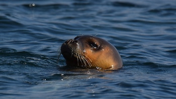La foca monje del Mediterráneo, la especie que habitaba las costas de España y que desapareció en nuestro país por culpa de la caza