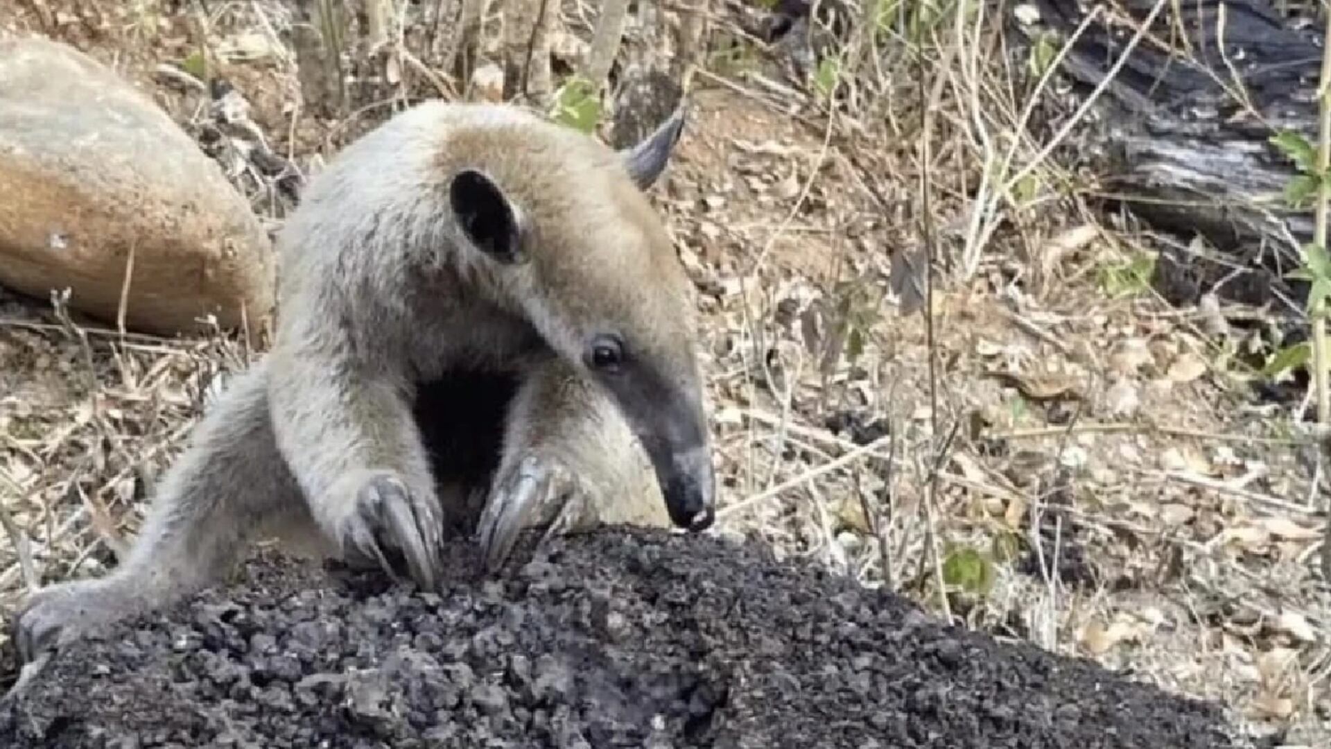 Lleva un collar con GPS y VHF que permitirá recopilar datos científicos sobre su comportamiento. (RPP)