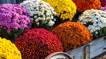 Los 8 trucos para que tus crisantemos crezcan fuertes en otoño