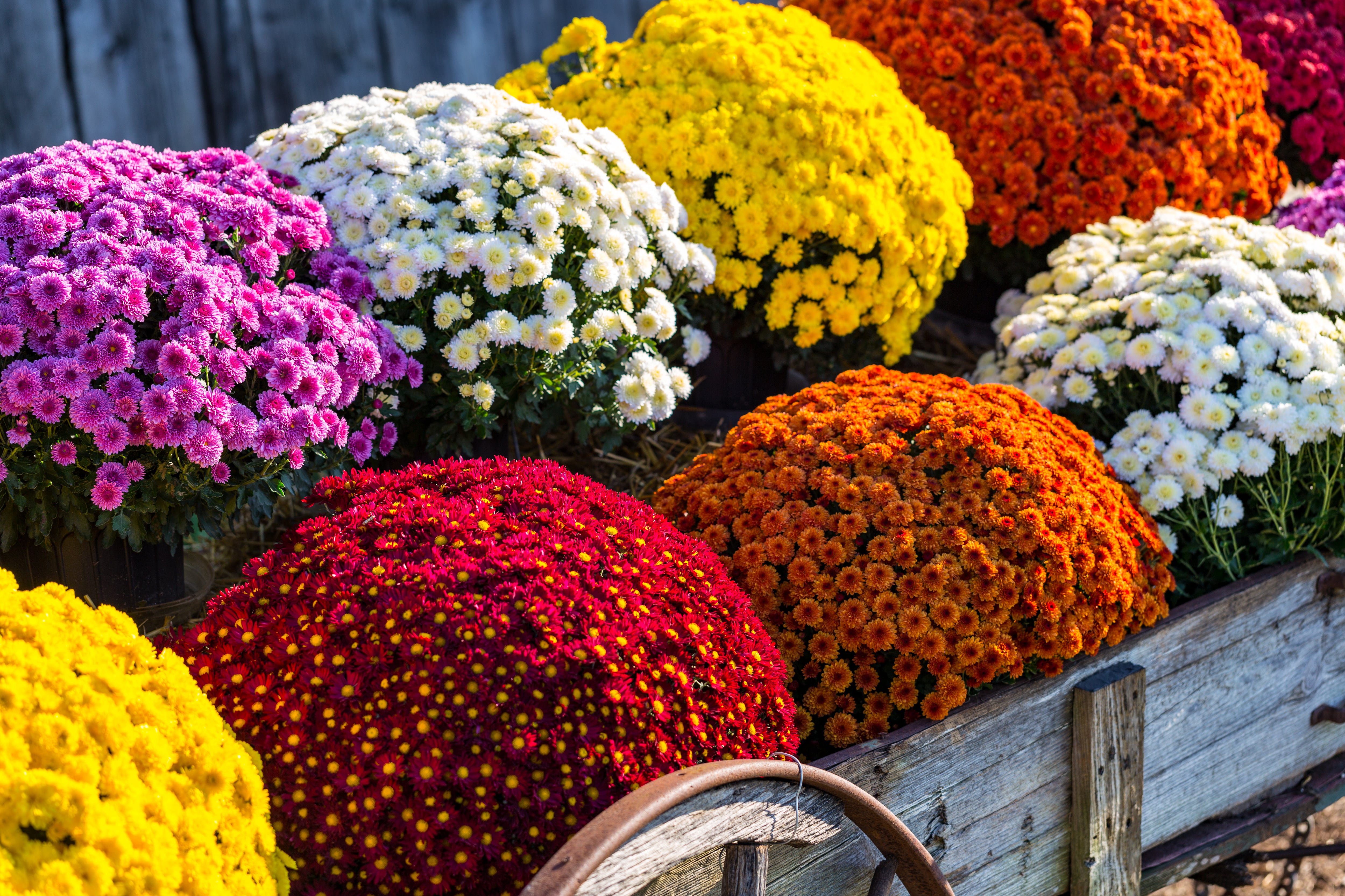 Crisantemos. (Adobe Stock)