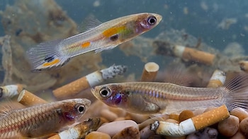 Las colillas de cigarrillo contaminan el agua y matan peces: investigan la acción de compuestos tóxicos