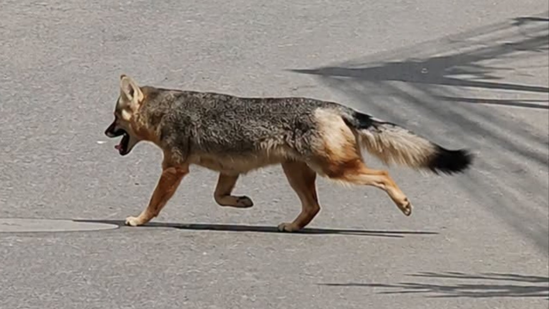Zorro andino sorprendió al aparecer corriendo por las calles de Manchay: Serfor recuperó al ejemplar tras alerta de vecinos