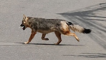 Zorro andino sorprendió al aparecer corriendo por las calles de Manchay: Serfor recuperó al ejemplar tras alerta de vecinos