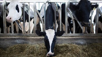 Mercado ganadero presenta caídas en