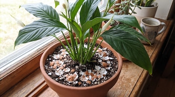 Planta de cuna de Moisés en maceta de barro con cáscaras de huevo trituradas en la tierra, sobre un alféizar de madera junto a una ventana.