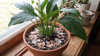 Cuna de Moisés: el mejor abono casero para hacer crecer tu planta