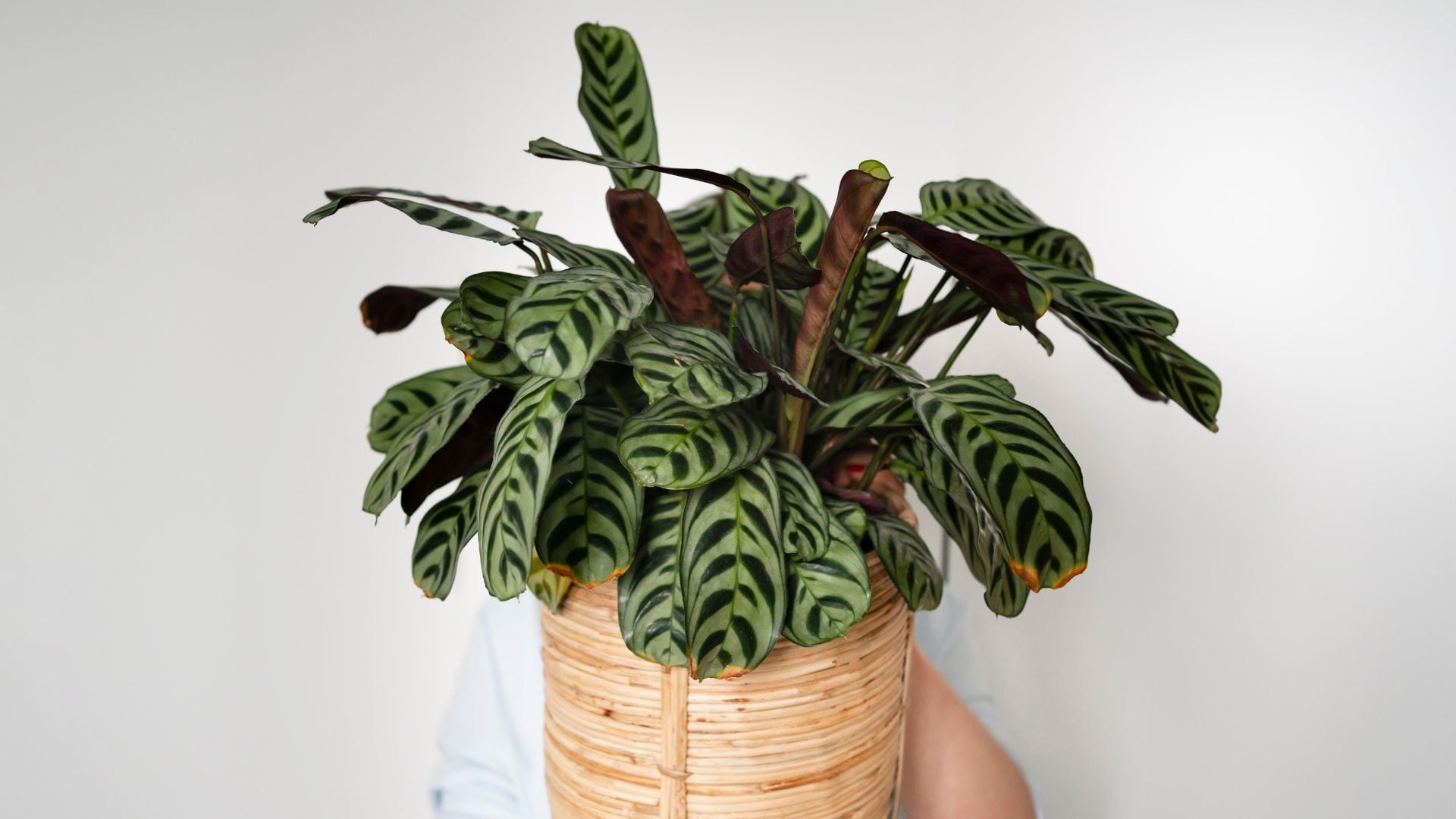 Dónde colocar aquellas plantas que hay en el hogar, como los potos, genera dudas por desconocerse las necesidades de estos seres vivos./ Freepick