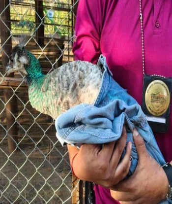 Parte de lo decomisado. (X/SSP