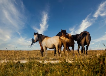Cuatro caballos de pelajes claros y oscuros están juntos en un campo de hierba seca bajo un cielo azul