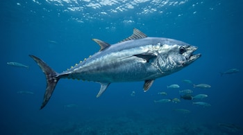 Un atún de lomo oscuro, vientre plateado y aletillas amarillas nada de perfil en el agua marina frente a peces pequeños.
