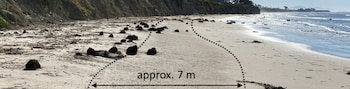 Playa de arena con rocas y algas junto al mar, con dos líneas punteadas y una flecha que indica siete metros