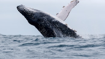 El avistamiento de ballenas jorobadas