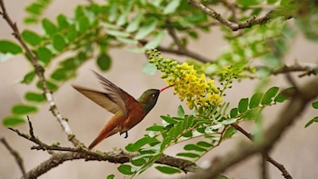 Descubre las especies endémicas que