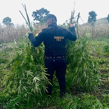 El valor del decomiso de marihuana destruido en la operación de Petén supera los 38 millones de quetzales, según el avalúo oficial de la PNC. (Cortesía: PNC Guatemala)