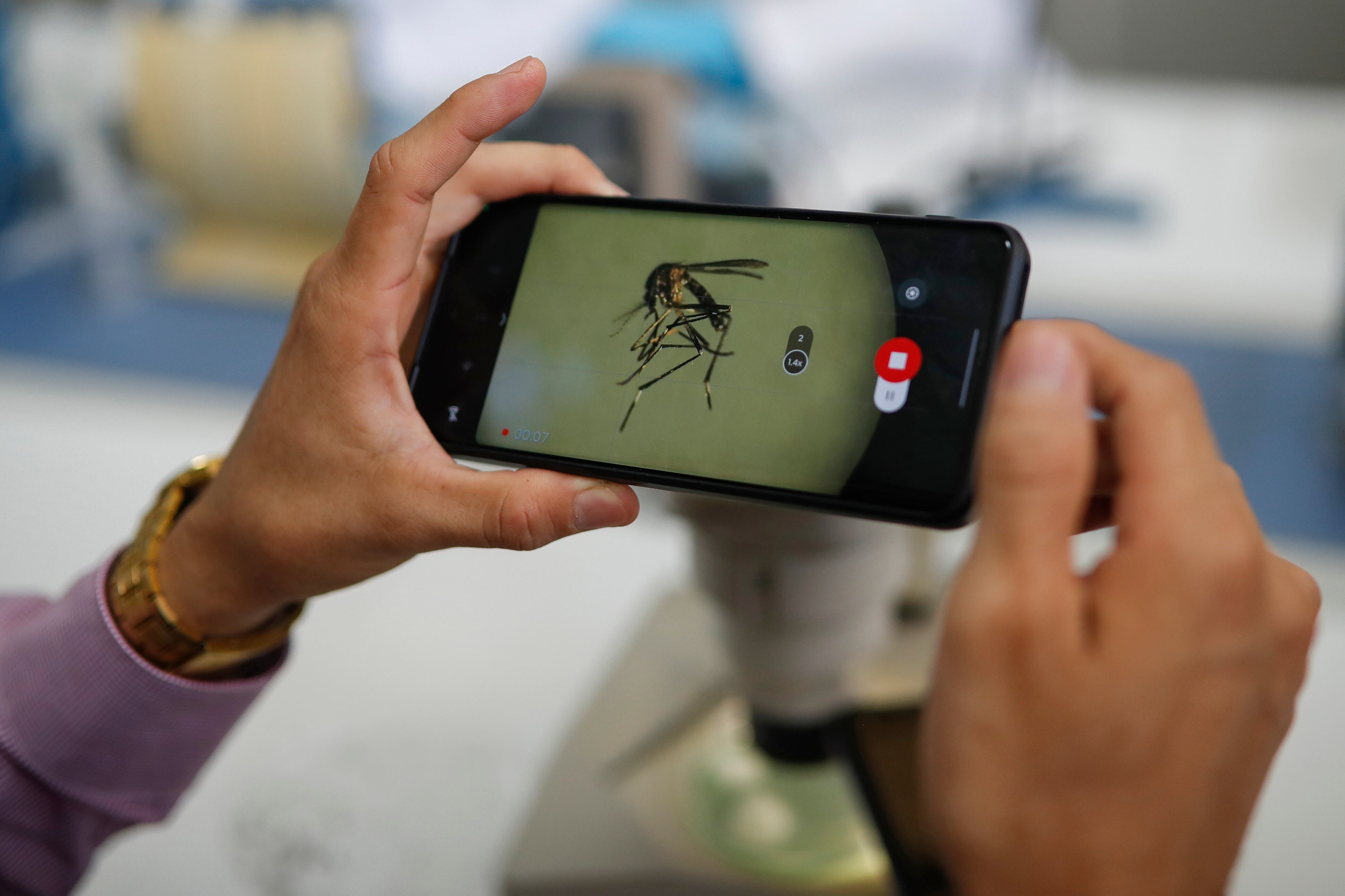 Brasil continúa siendo el país con más casos de dengue reportados en América Latina. EFE