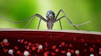 Virus del Valle de Cache: