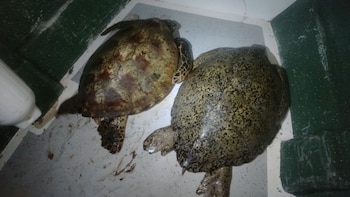 En Panamá un monitoreo revela que las aguas del Parque Nacional Coiba son un hábitat clave para las tortugas verdes adultas